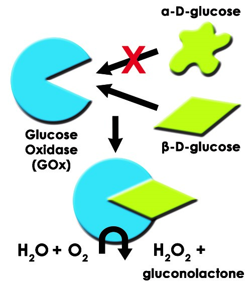 Glucose Oxidase Diagram with ß-D-Glucose and H2O2